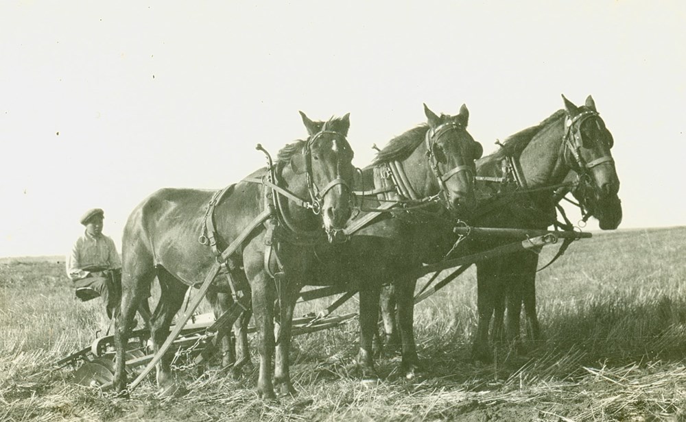 Students spent much of their time doing maintenance and chores for the school. Here, a a senior boy discs stubble. Fall 1923. P7538-684 from the General Synod Archives, Anglican Church of Canada.