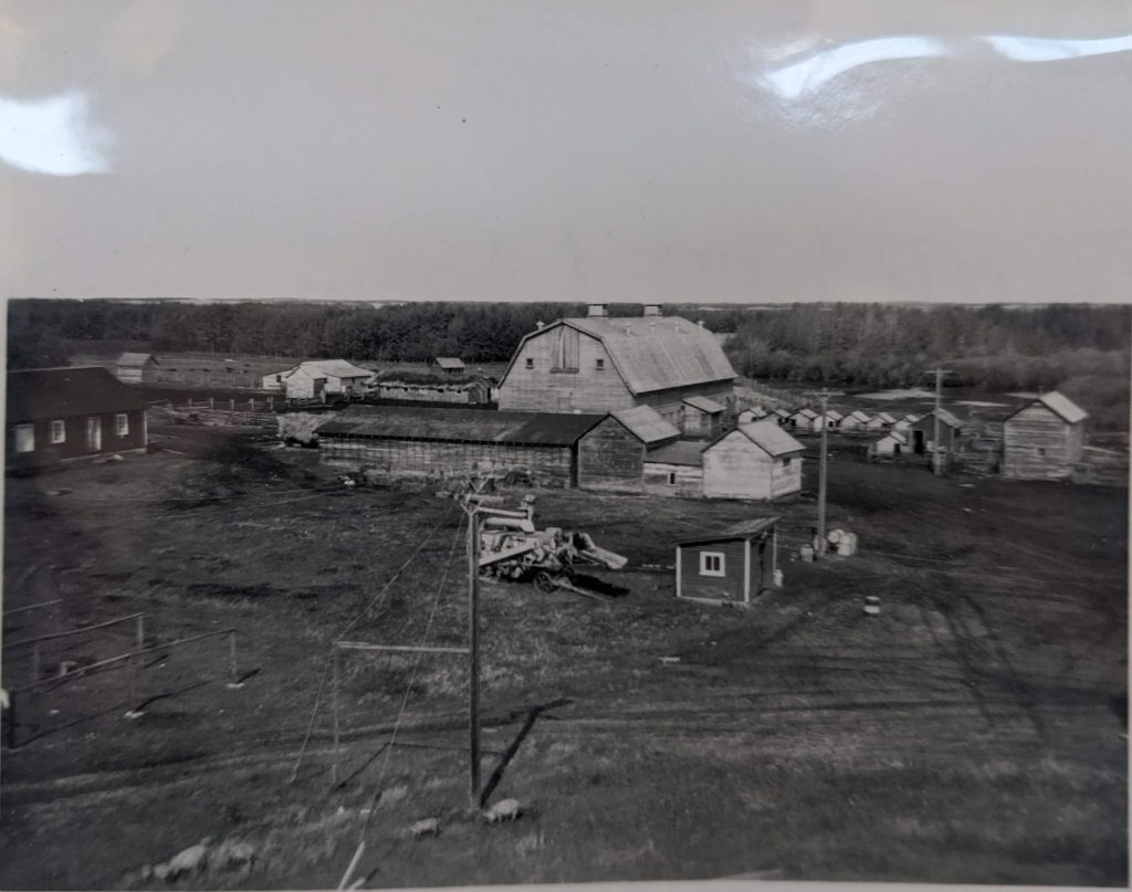 Farm buildings on the grounds north of the school building, 1938-1949. Students at the school were made to maintain and work the farm, along with grow vegetables for their own consumption. Milk from the cows on site was a leading cause of tuberculosis at Blue Quills. PR1973.0248/871 from The Provincial Archives of Alberta, Open Copyright.